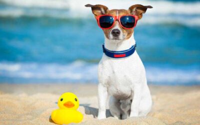 Keeping Your Dog Cool During Summer