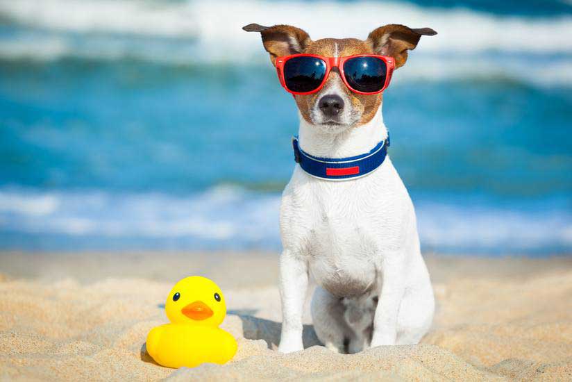 Keeping Your Dog Cool During Summer