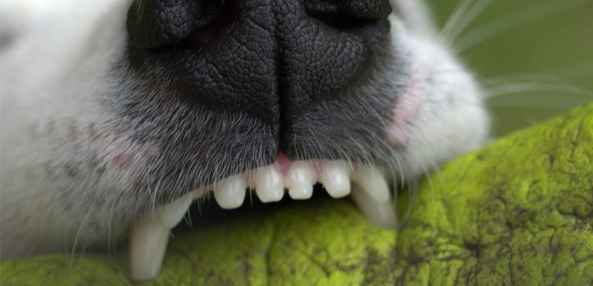 Taking care of your dogs Teeth